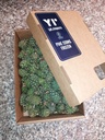 Wild premature pine cone, mini size